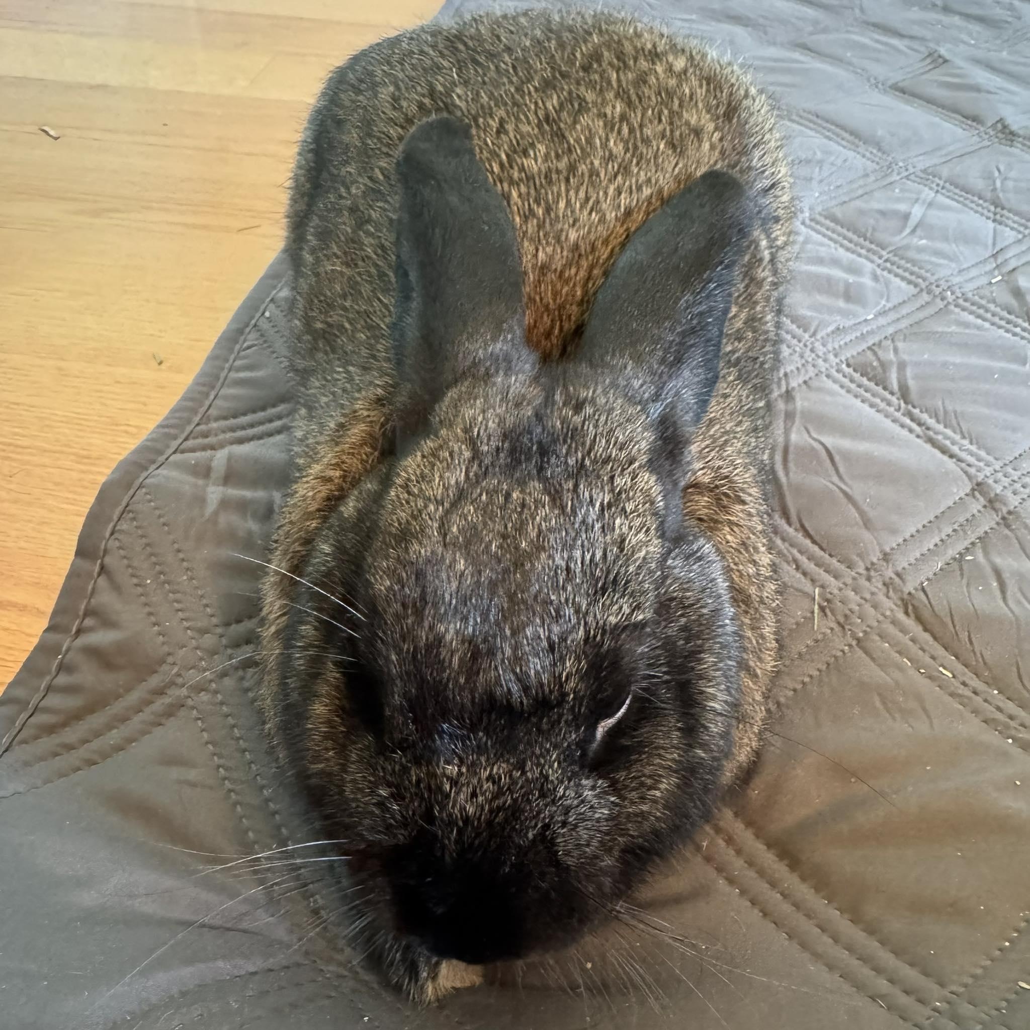 Enlarge Delta, a Adopted mixed breed in CHARLOTTE, NC image 2/2