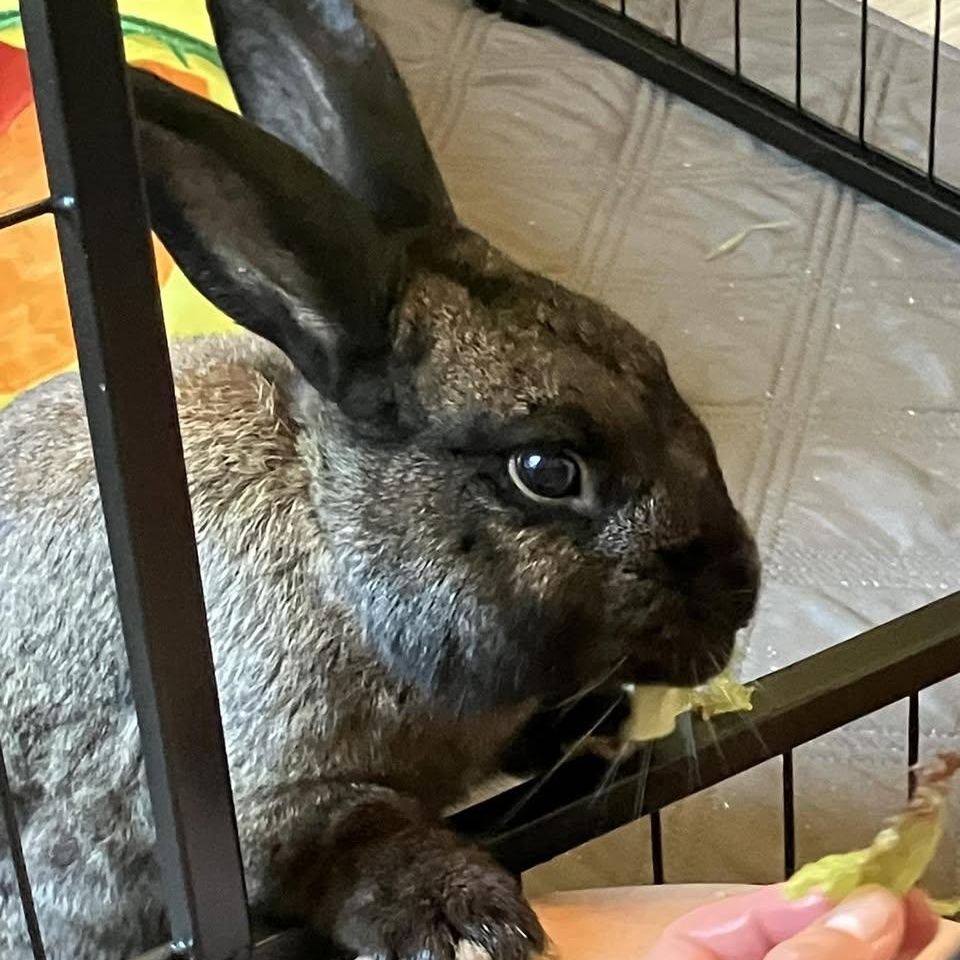 Delta, Adopted, Adult Male Cinnamon.