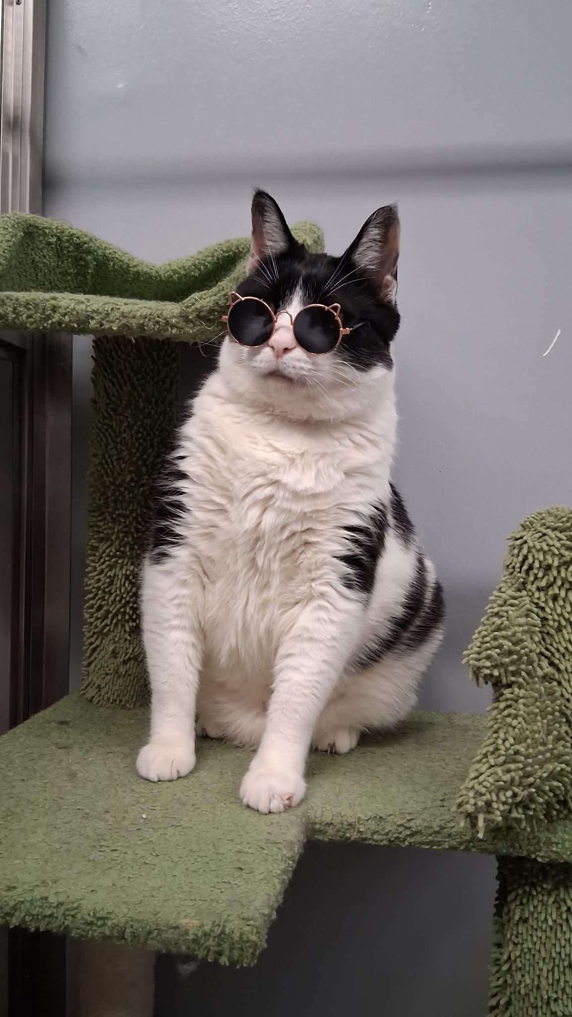 Sheldon, an adopted Domestic Short Hair in Cape Girardeau, MO image 1/2