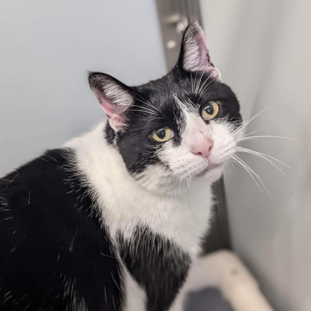 Sheldon, an adopted Domestic Short Hair in Cape Girardeau, MO image 2/2