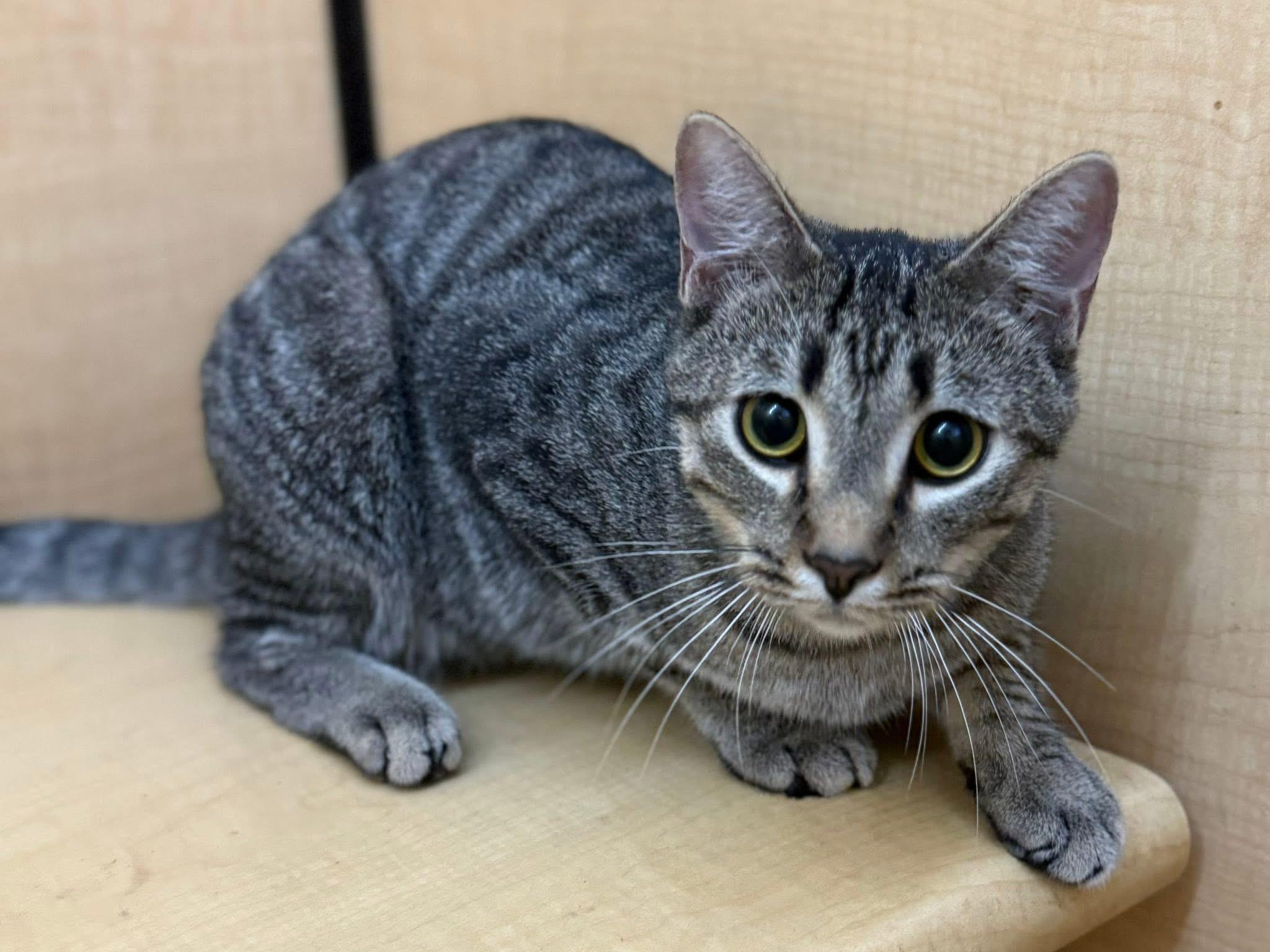 Welby 1 yr old, Adoptable, Young Male Tabby.