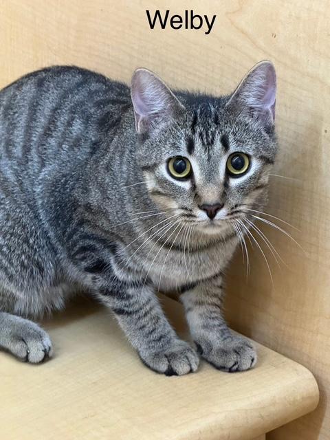 Enlarge Welby 1 yr old, a Adoptable Tabby in Jackson, GA image 2/3