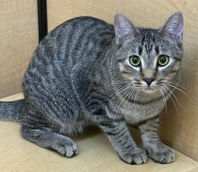 Enlarge Welby 1 yr old, a Adoptable Tabby in Jackson, GA image 3/3