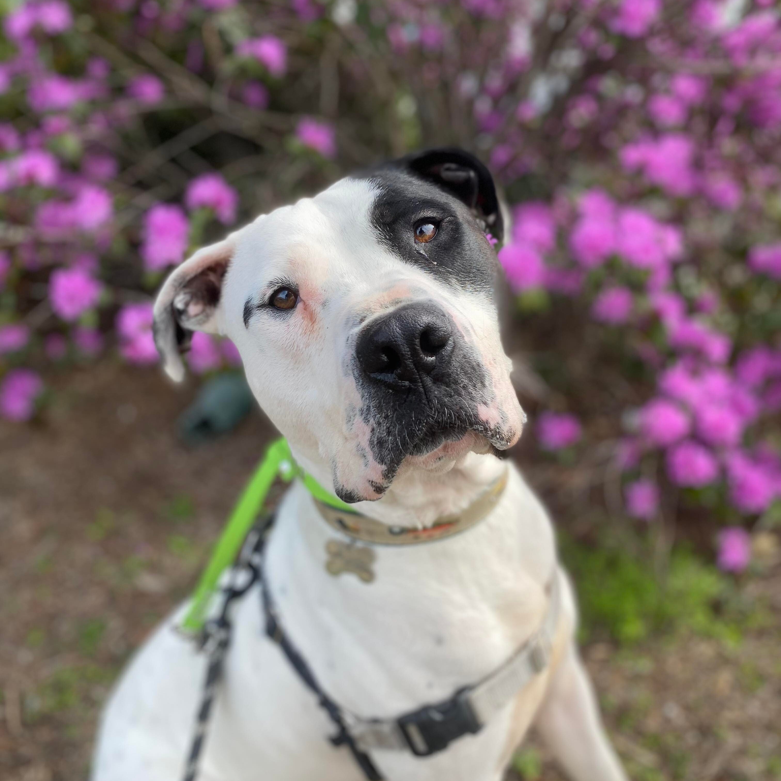 Enlarge Patrick, a Adoptable mixed breed in Stamford, CT image 1/14