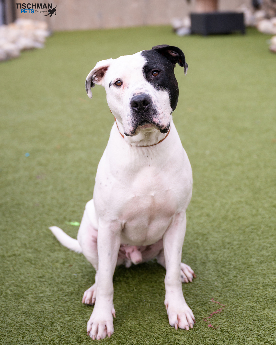 Enlarge Patrick, a Adoptable mixed breed in Stamford, CT image 2/14