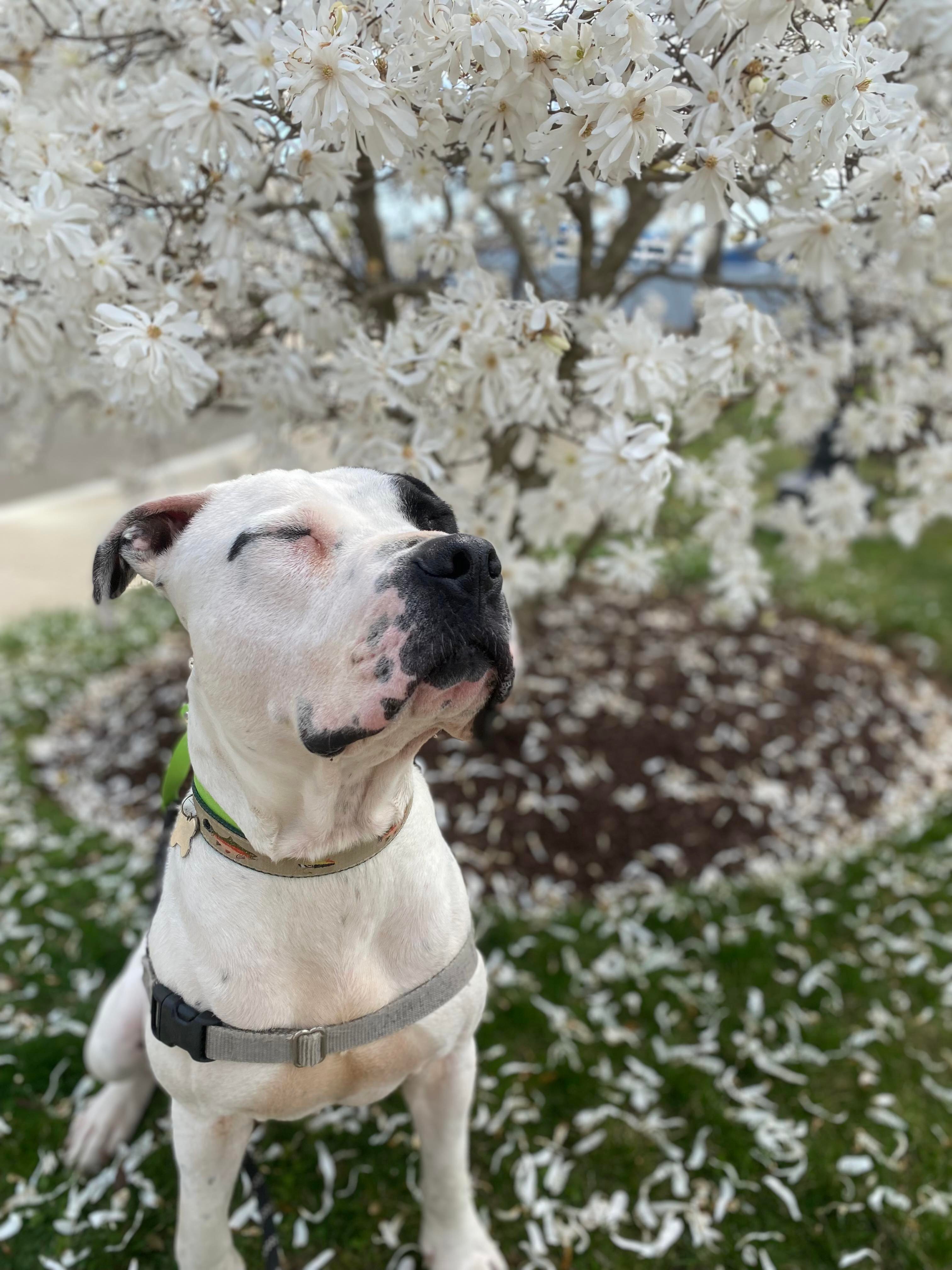 Enlarge Patrick, a Adoptable mixed breed in Stamford, CT image 3/14