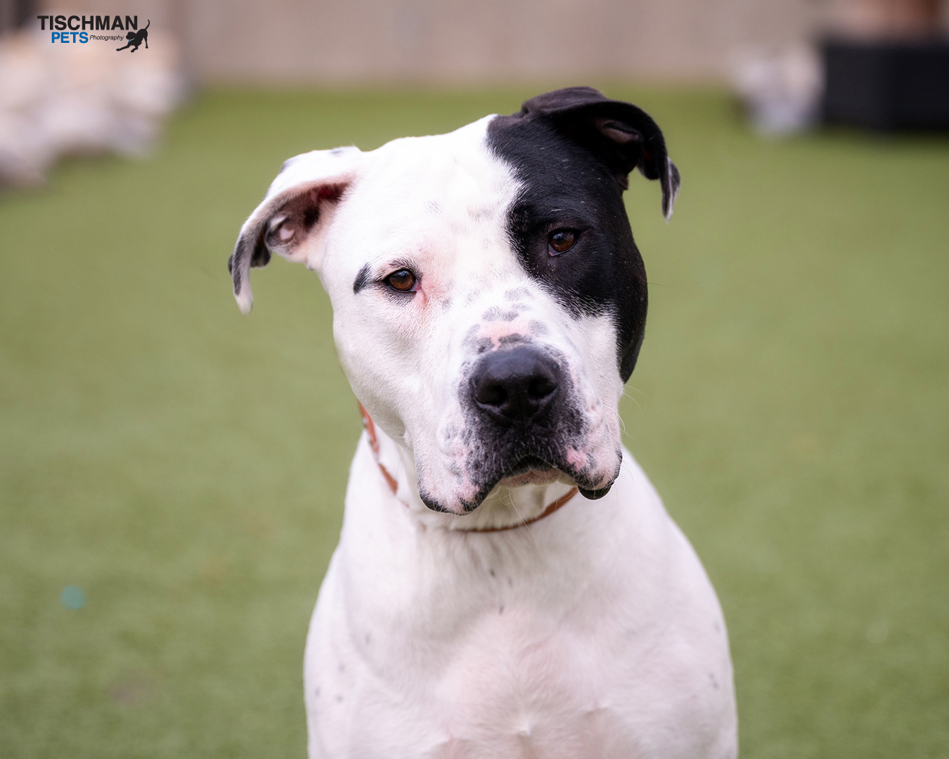 Enlarge Patrick, a Adoptable mixed breed in Stamford, CT image 5/14