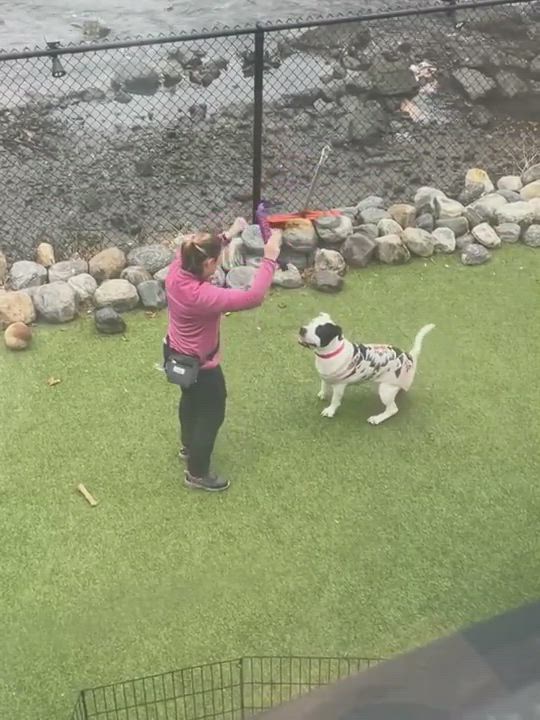 Enlarge Patrick, a Adoptable mixed breed in Stamford, CT video 13/14