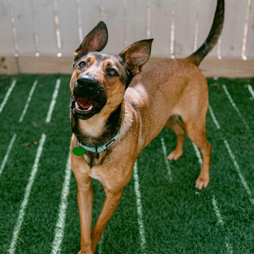 Belle, Adoptable, Adult Female German Shepherd Dog.