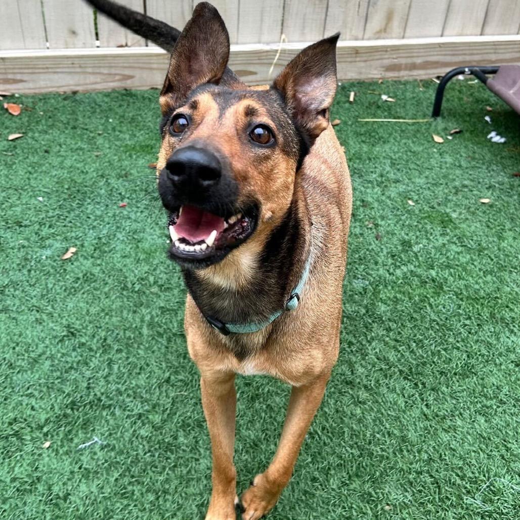 Enlarge Belle, a Adoptable mixed breed in New Orleans, LA image 1/6