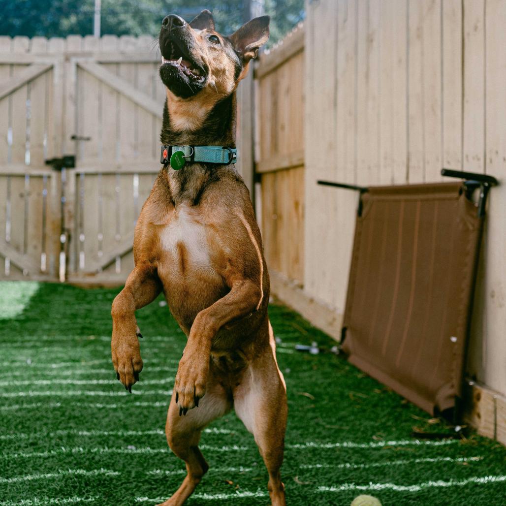 Belle, a Adoptable mixed breed in New Orleans, LA image 1/5