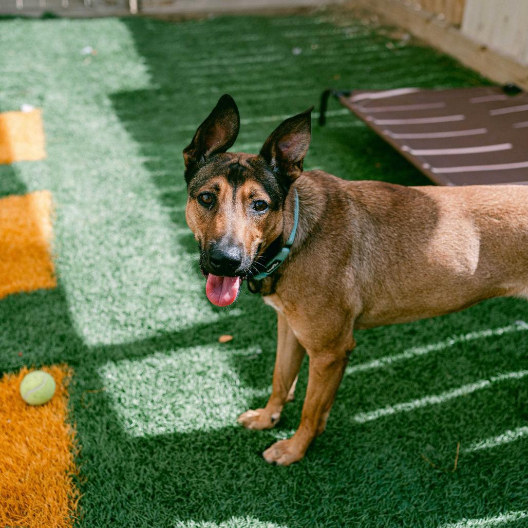 Belle, Adoptable, Adult Female German Shepherd Dog.