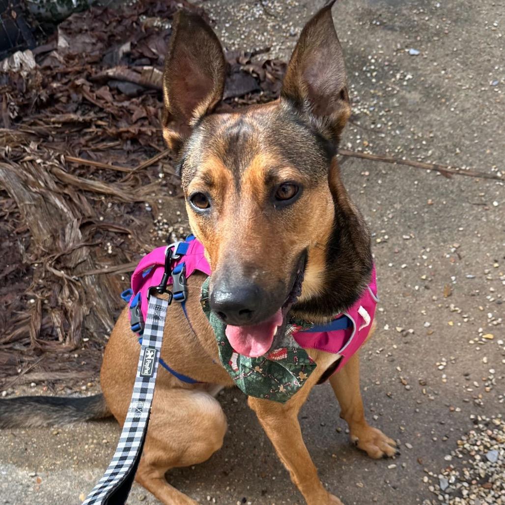 Belle, Adoptable, Adult Female German Shepherd Dog.