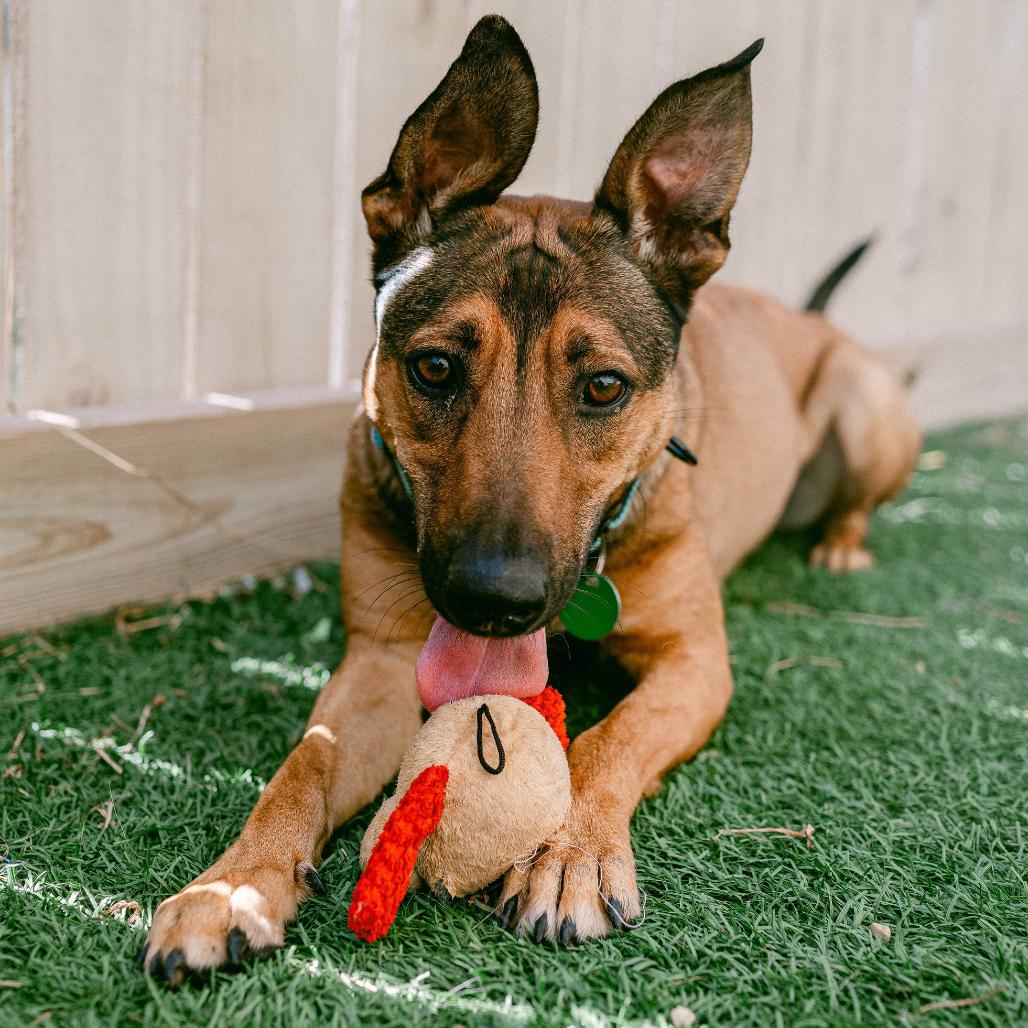 Belle, a Adoptable mixed breed in New Orleans, LA image 2/5