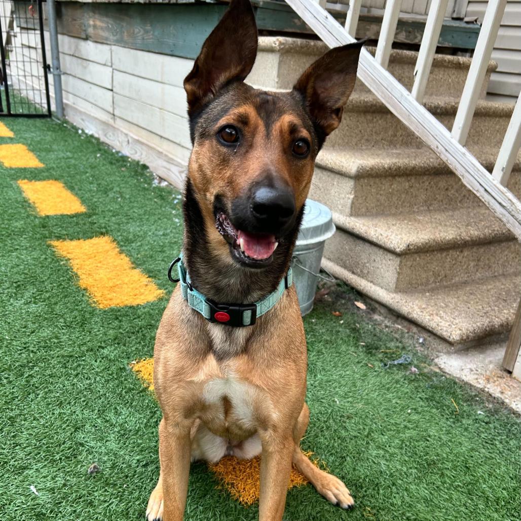 Enlarge Belle, a Adoptable mixed breed in New Orleans, LA image 3/6