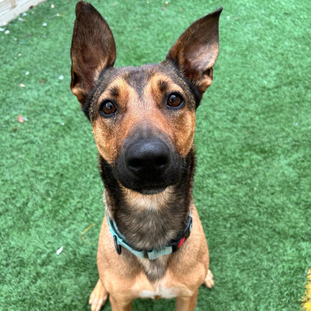 Enlarge Belle, a Adoptable mixed breed in New Orleans, LA image 4/6