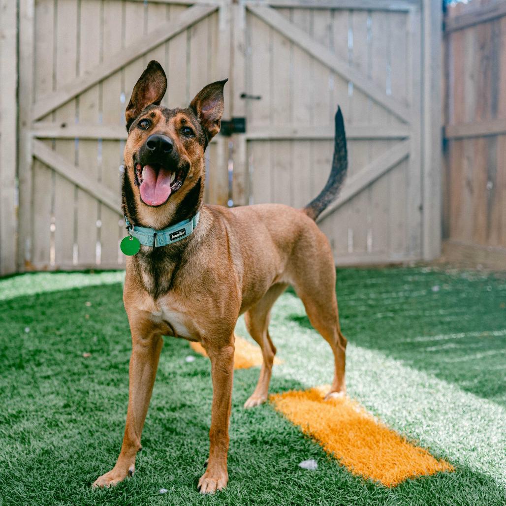 Belle, a Adoptable mixed breed in New Orleans, LA image 4/5