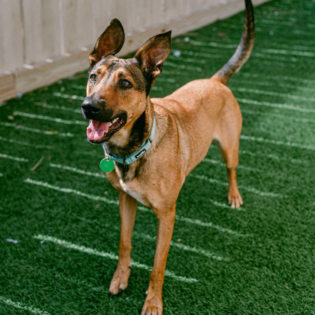 Enlarge Belle, a Adoptable mixed breed in New Orleans, LA image 4/6