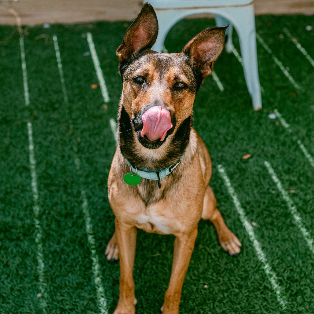 Enlarge Belle, a Adoptable mixed breed in New Orleans, LA image 5/6