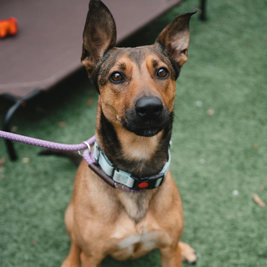 Enlarge Belle, a Adoptable mixed breed in New Orleans, LA image 5/6