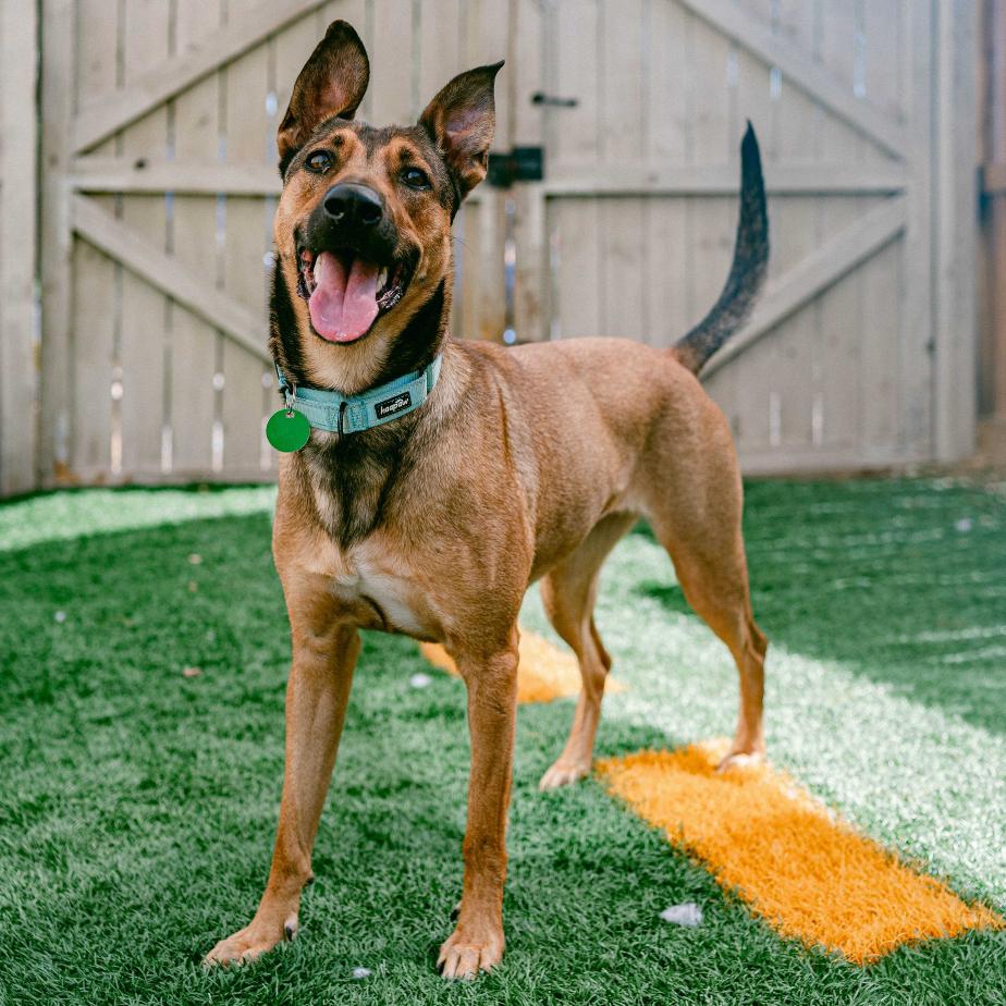 Enlarge Belle, a Adoptable mixed breed in New Orleans, LA image 6/6