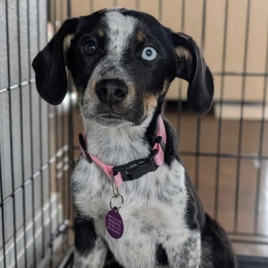 Enlarge Fiji, a ADOPTABLE mixed breed in Cedarburg, WI image 3/4