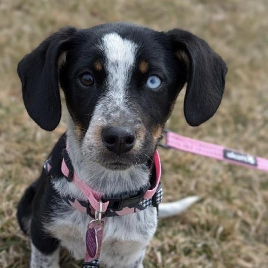 Enlarge Fiji, a ADOPTABLE mixed breed in Cedarburg, WI image 4/4