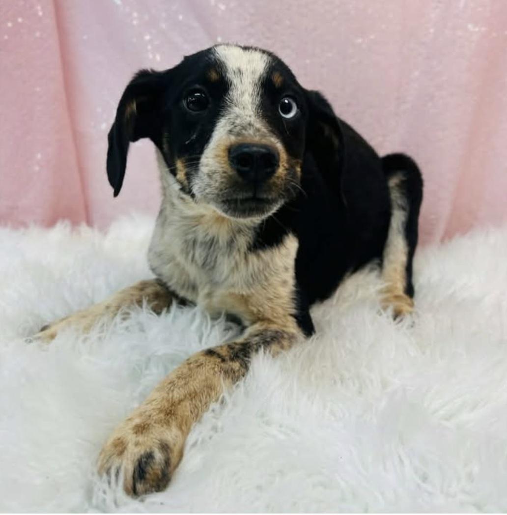 Enlarge Fiji, a ADOPTABLE mixed breed in Cedarburg, WI image 2/4