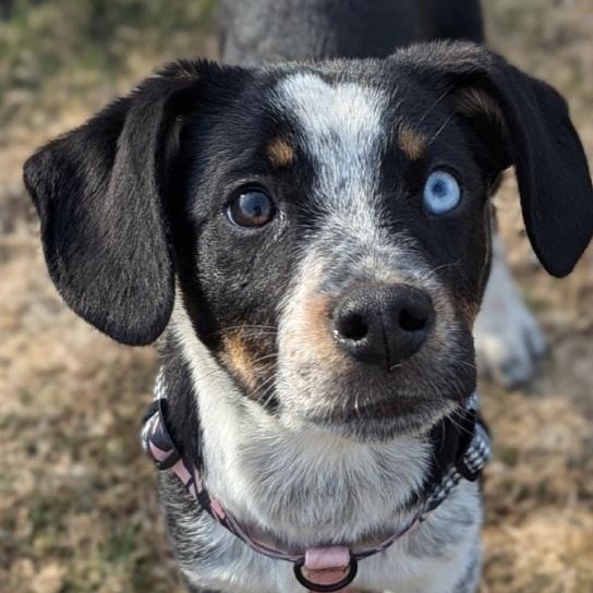 Enlarge Fiji, a ADOPTABLE mixed breed in Cedarburg, WI image 1/4