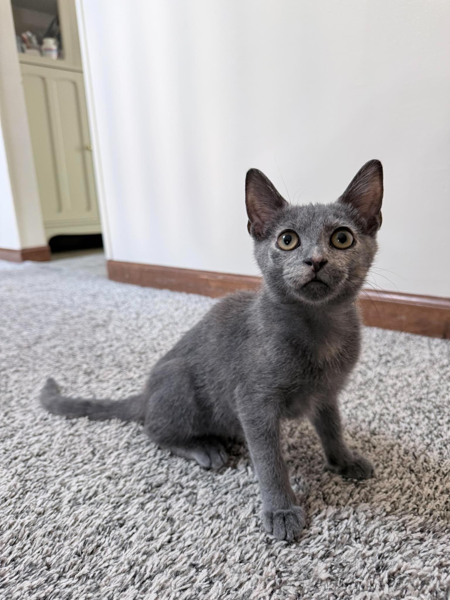 Caddie, Adoptable, Kitten Female Domestic Short Hair.