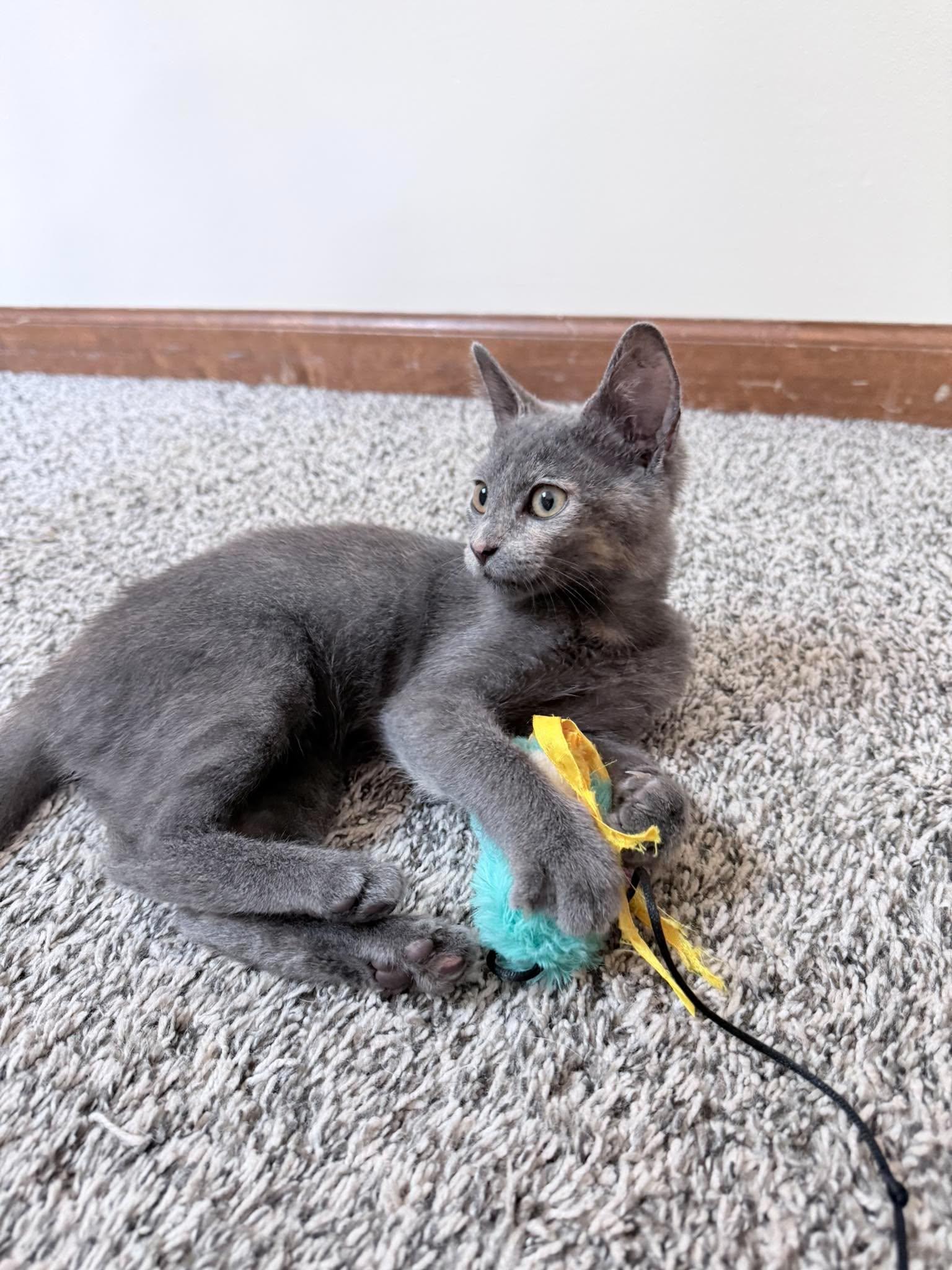 Enlarge Caddie, a Adoptable Domestic Short Hair in Saint Charles, MO image 3/4