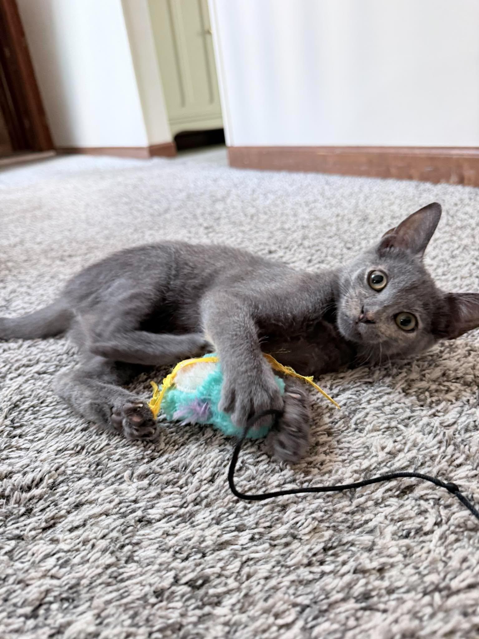 Enlarge Caddie, a Adoptable Domestic Short Hair in Saint Charles, MO image 4/4