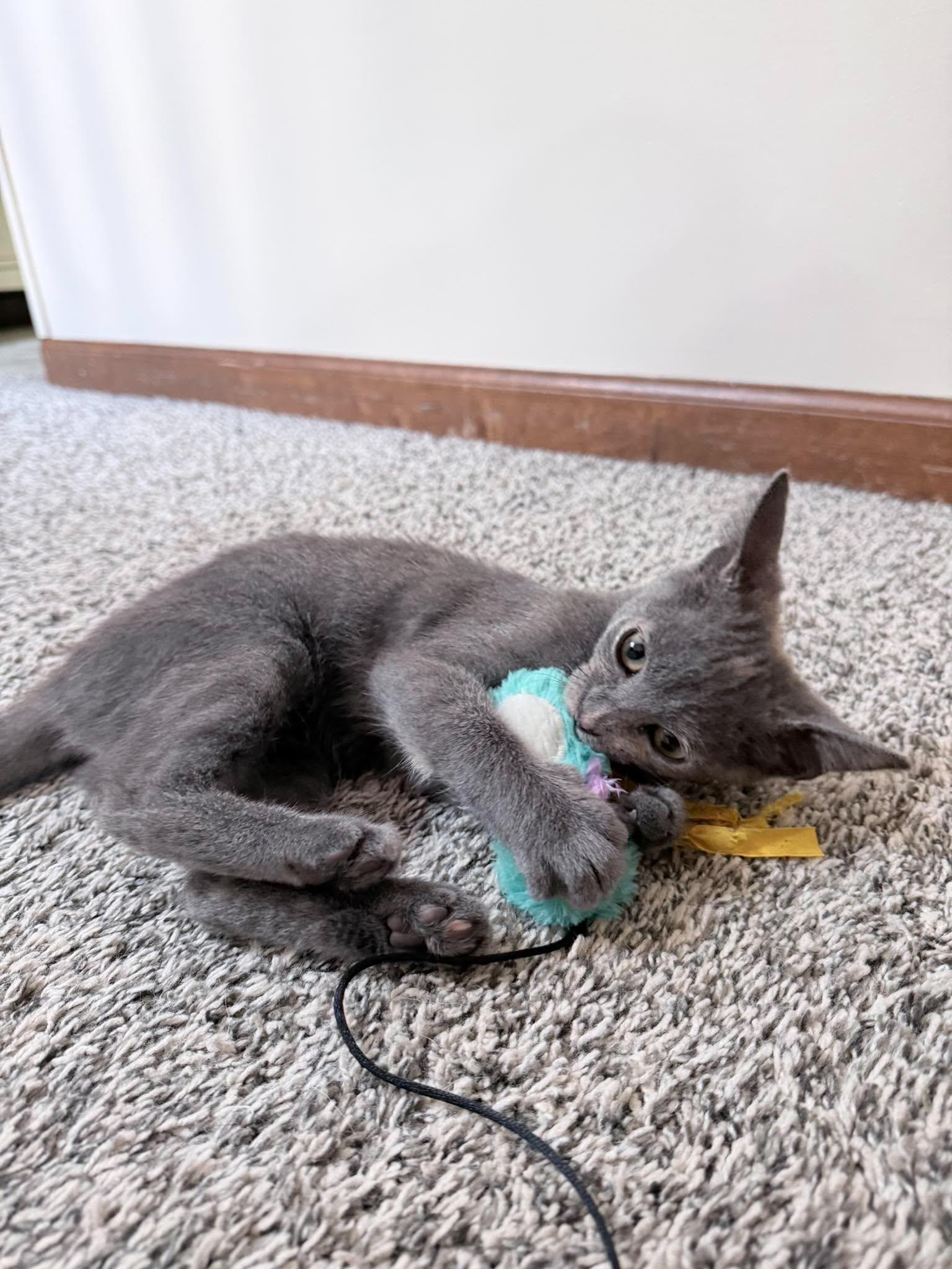 Enlarge Caddie, a Adoptable Domestic Short Hair in Saint Charles, MO image 2/4