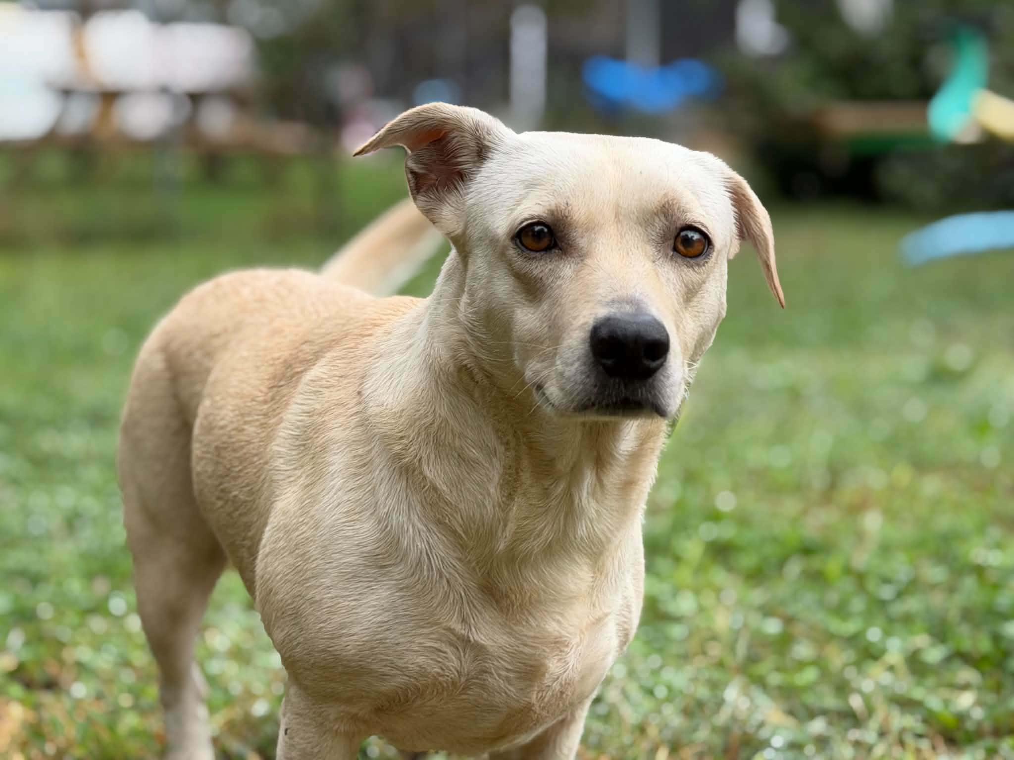 Stella, Adoptable, Adult Female Yellow Labrador Retriever & Pit Bull Terrier.
