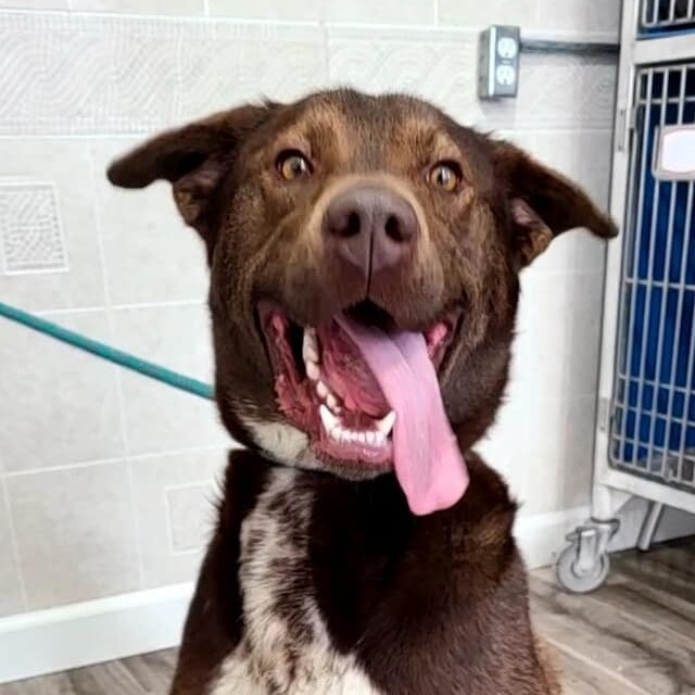 Trixster, Adoptable, Adult Male Rottweiler & Alaskan Malamute.