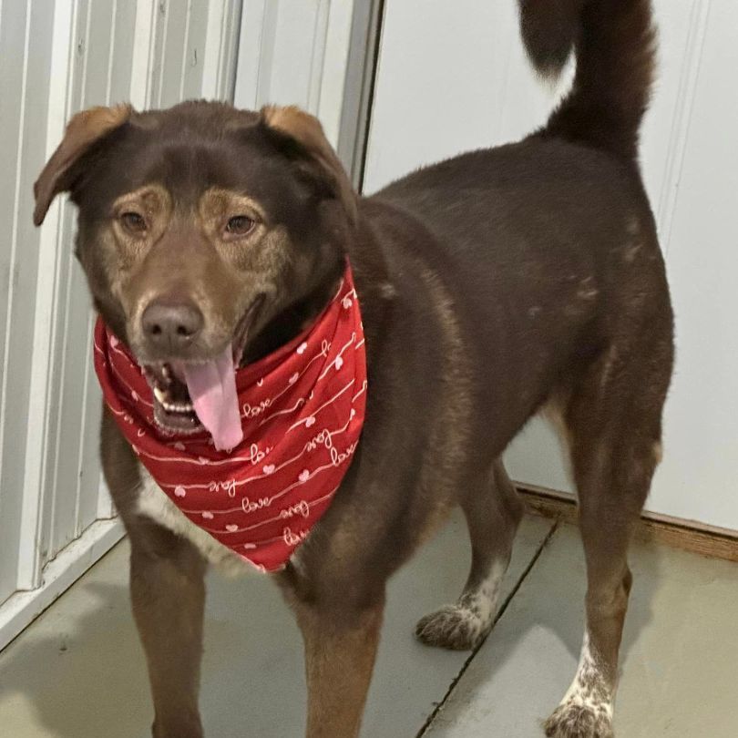 Enlarge Trixster, a Adoptable mixed breed in Hoopeston, IL image 2/9