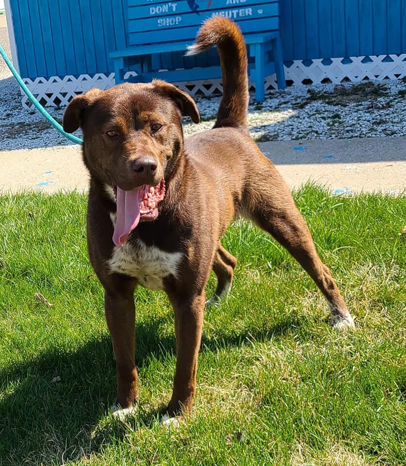 Enlarge Trixster, a Adoptable mixed breed in Hoopeston, IL image 3/9