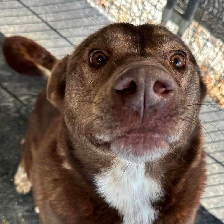 Enlarge Trixster, a Adoptable mixed breed in Hoopeston, IL image 4/9