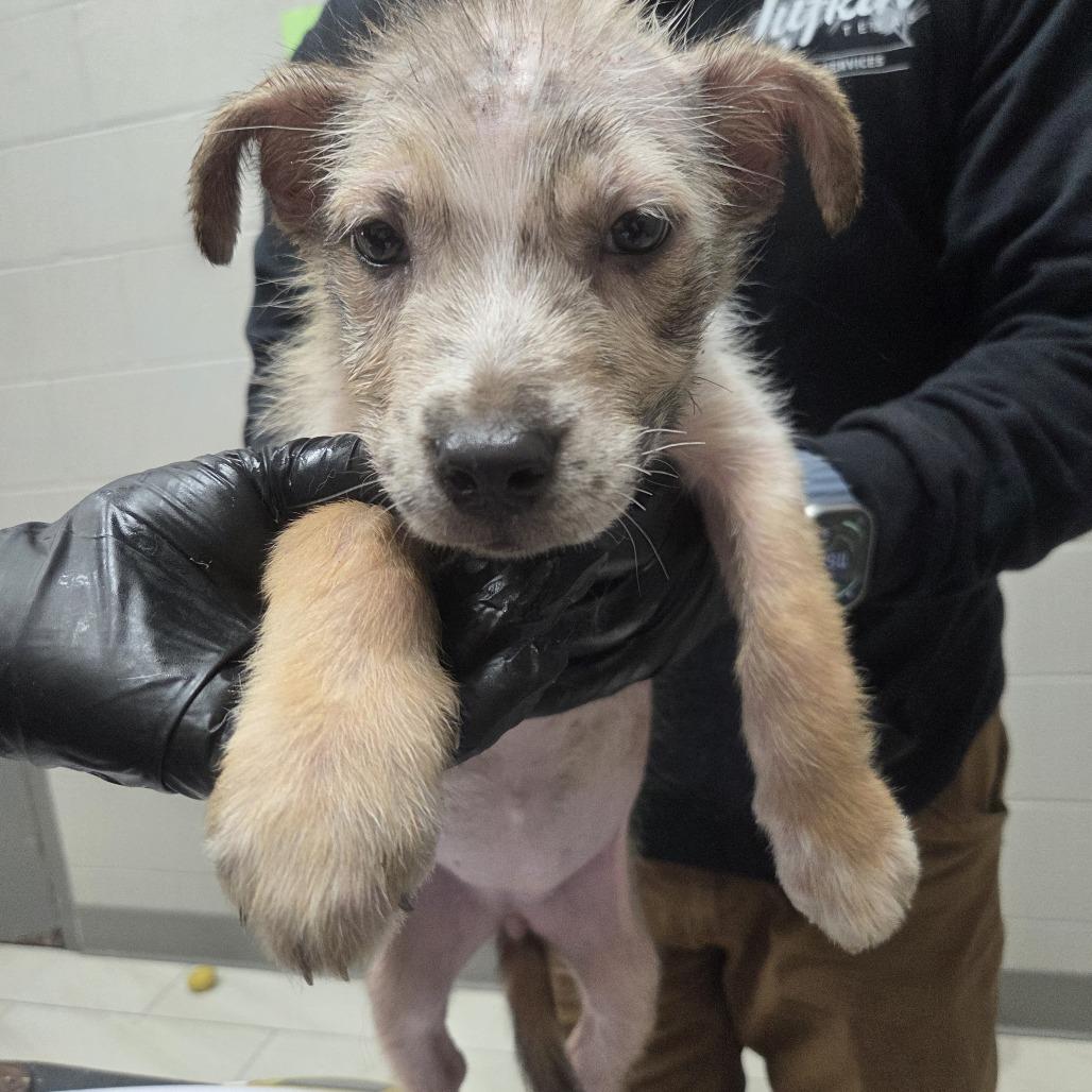 Sora, Adoptable, Puppy Female Mixed Breed.