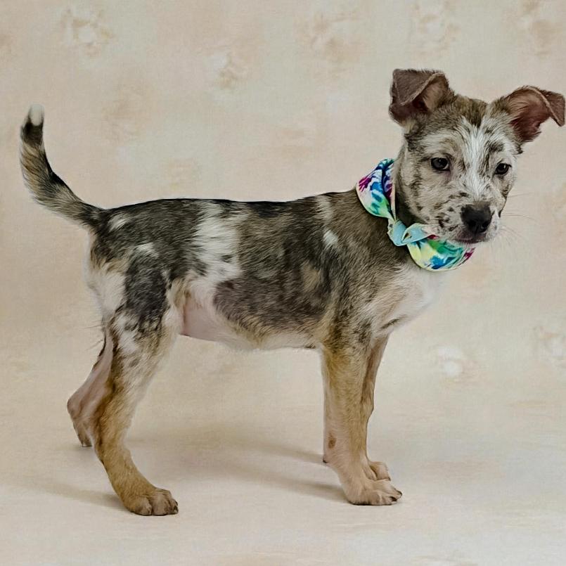 Sora, a Adoptable Mixed Breed in Lufkin, TX image 2/3