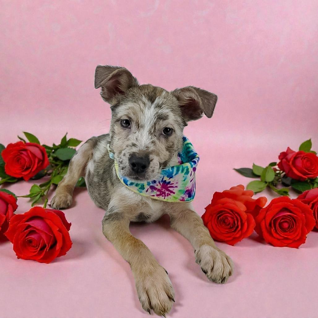 Sora, a Adoptable Mixed Breed in Lufkin, TX image 3/3