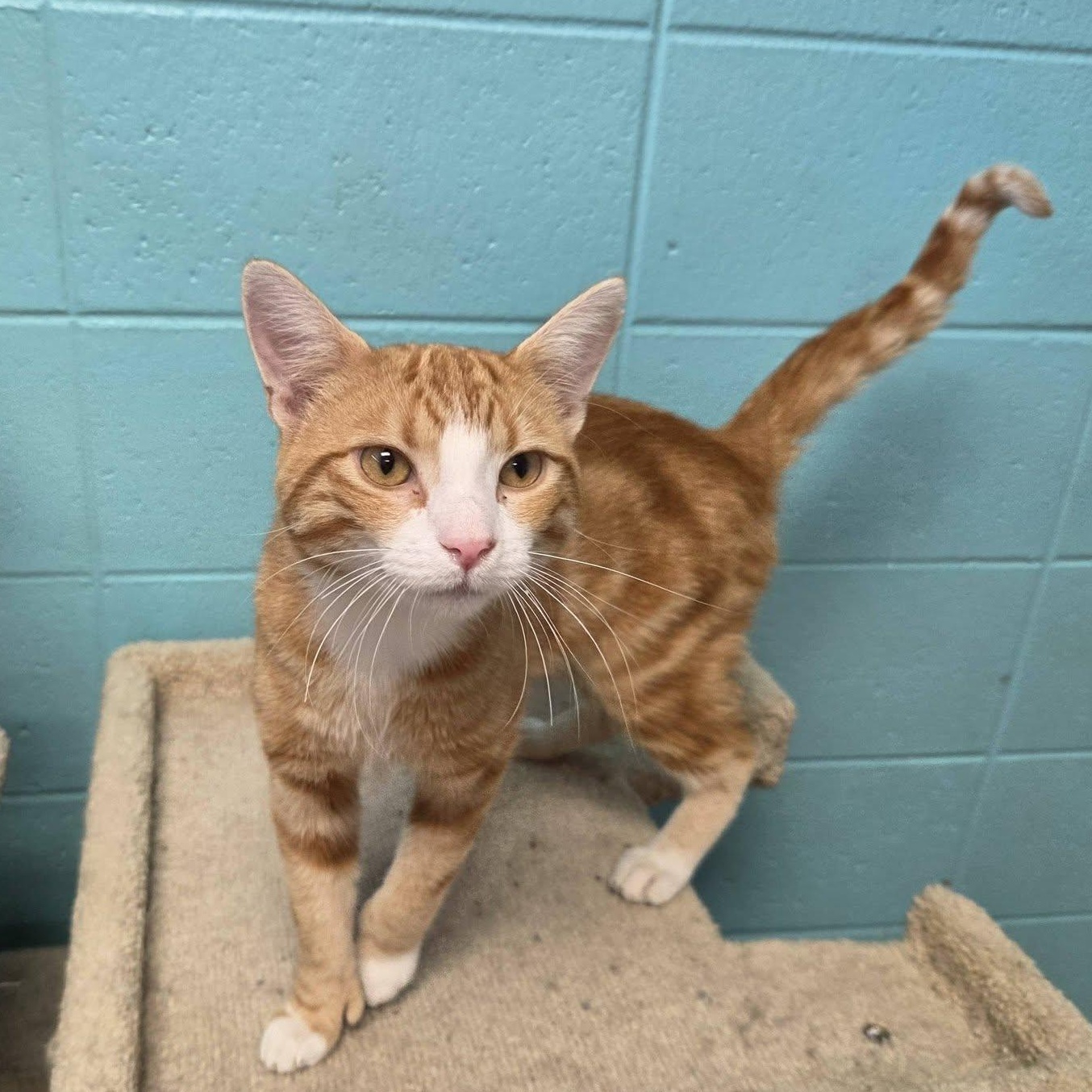 Enlarge Cream Puff, a Adopted Domestic Short Hair in Chilton, WI image 4/5