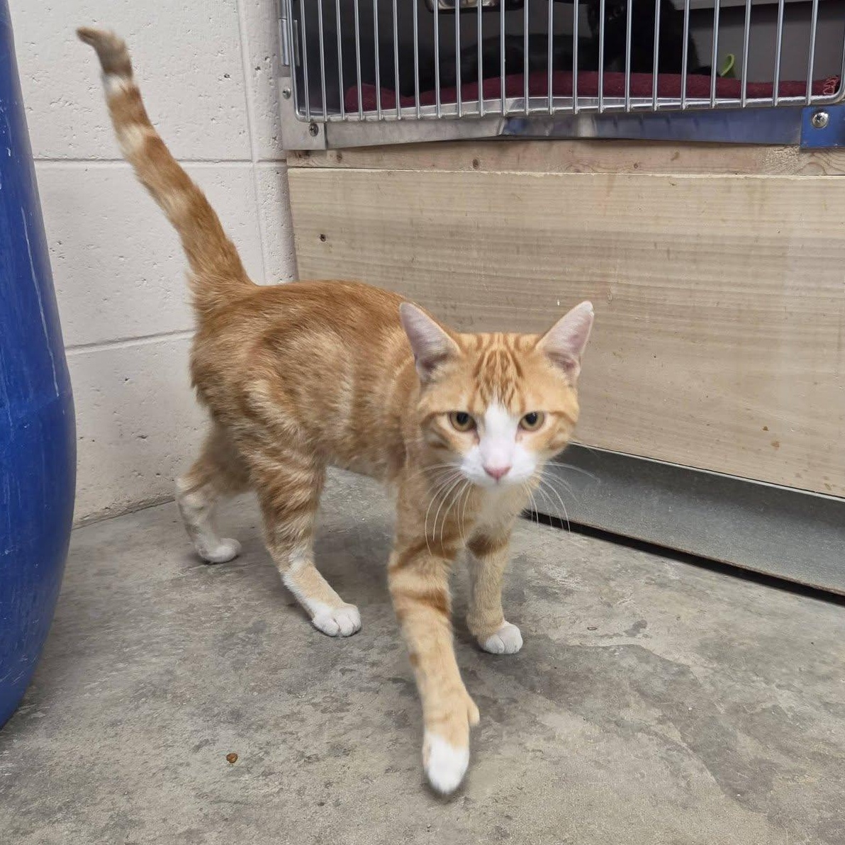 Enlarge Cream Puff, a Adopted Domestic Short Hair in Chilton, WI image 5/5
