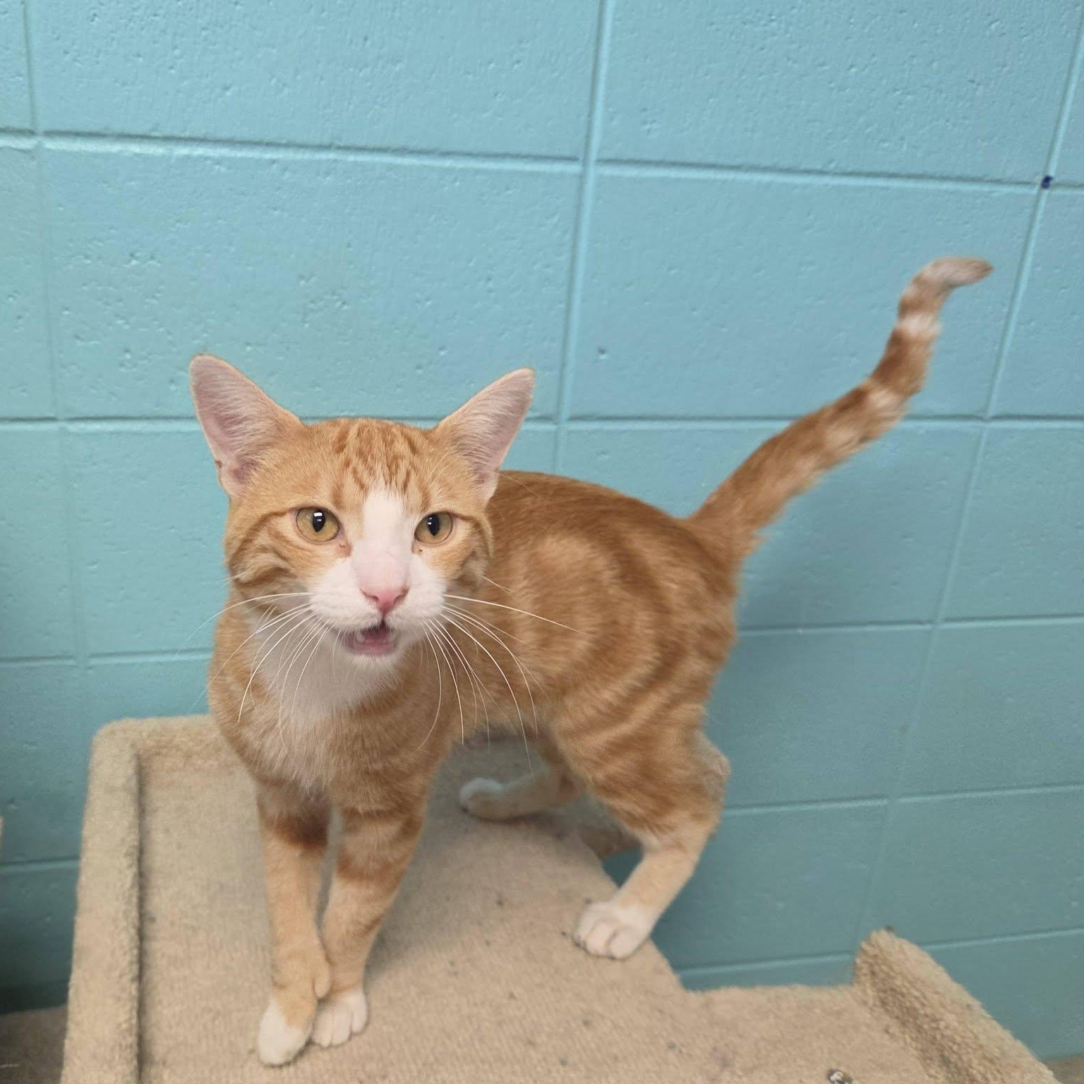 Enlarge Cream Puff, a Adopted Domestic Short Hair in Chilton, WI image 3/5