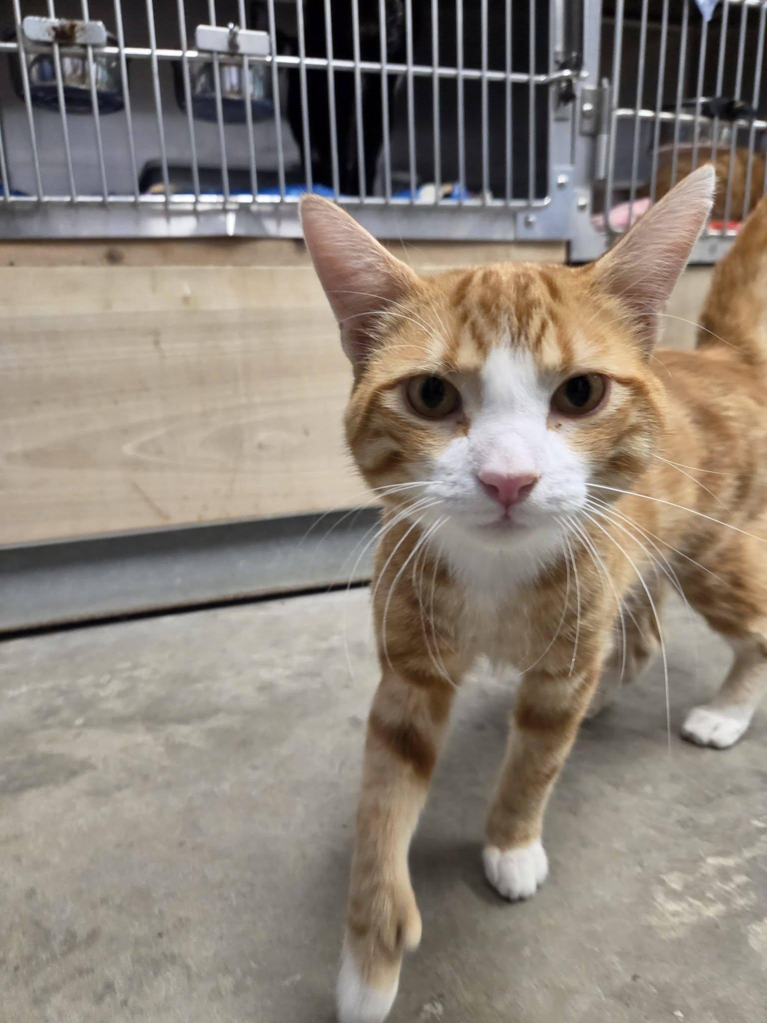 Enlarge Cream Puff, a Adopted Domestic Short Hair in Chilton, WI image 2/5