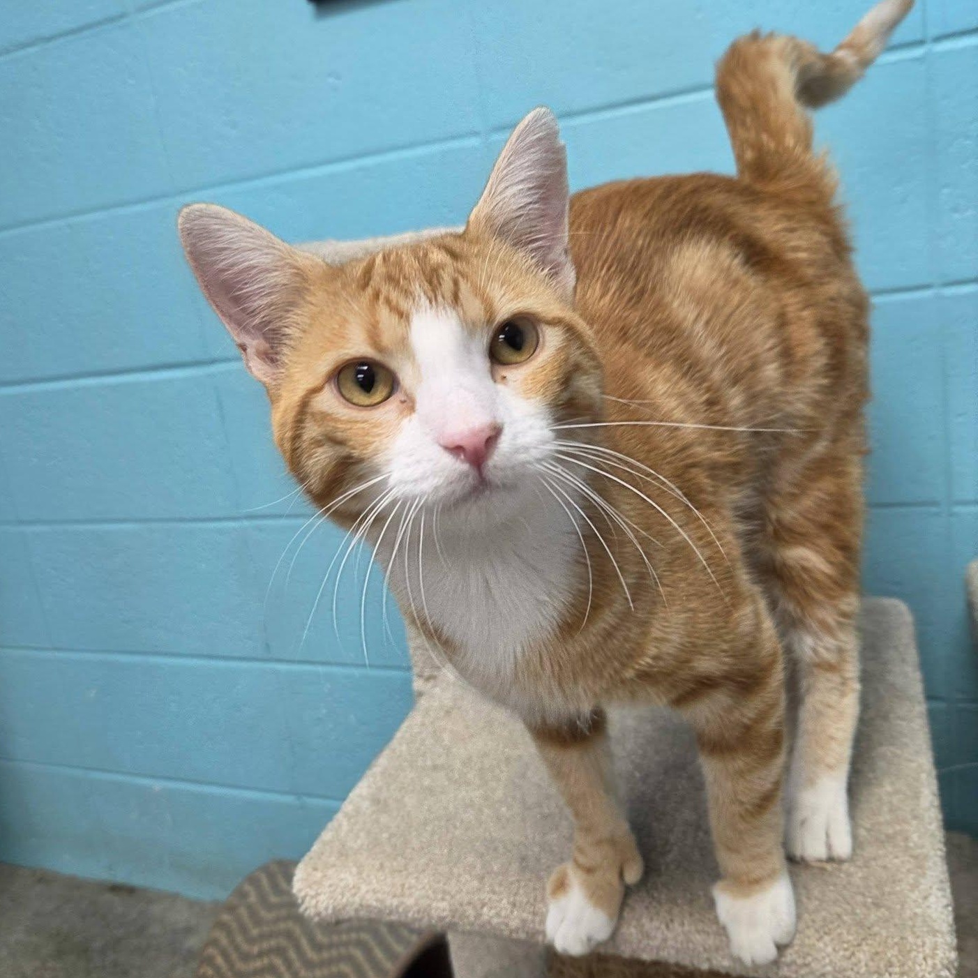 Enlarge Cream Puff, a Adopted Domestic Short Hair in Chilton, WI image 1/5
