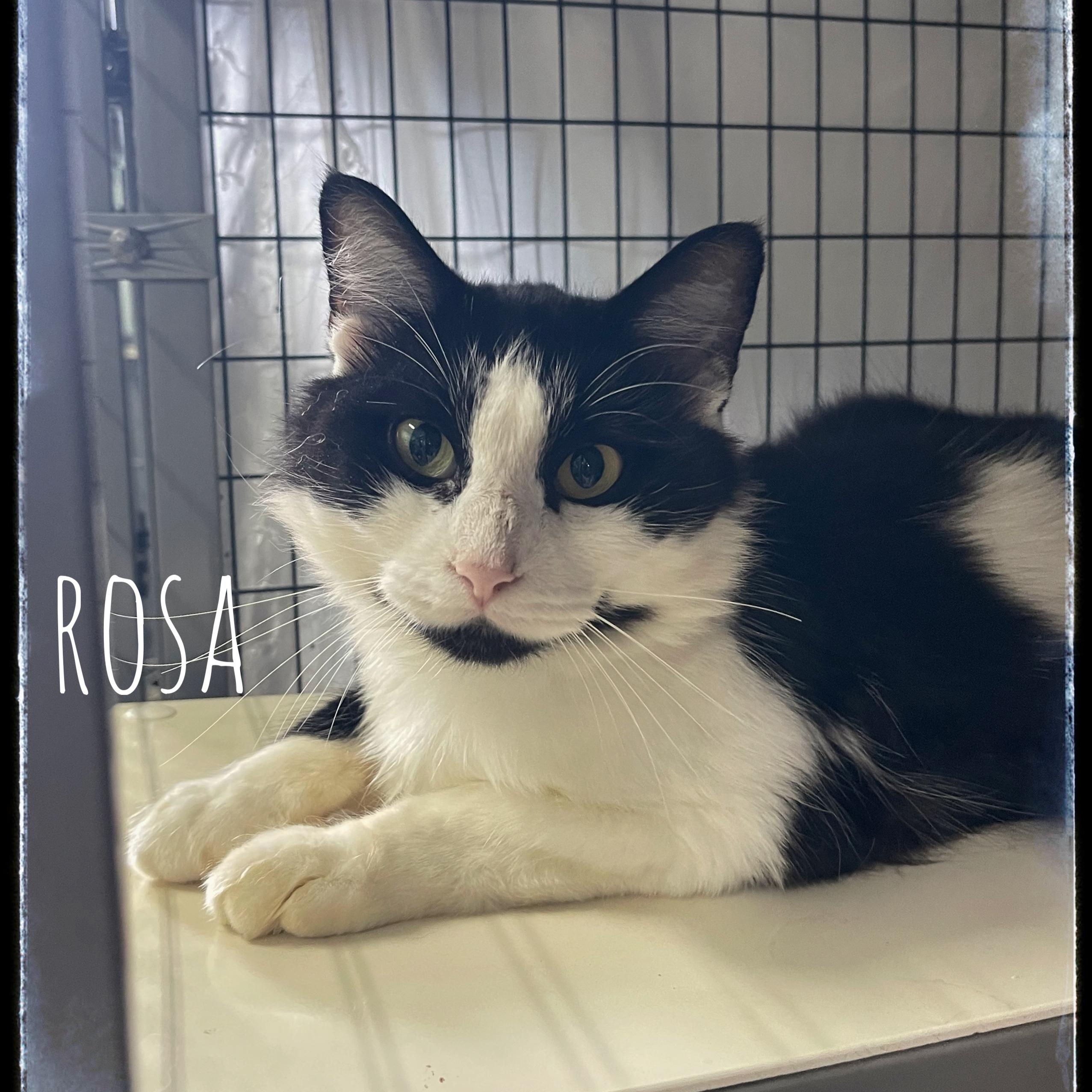 Rosa