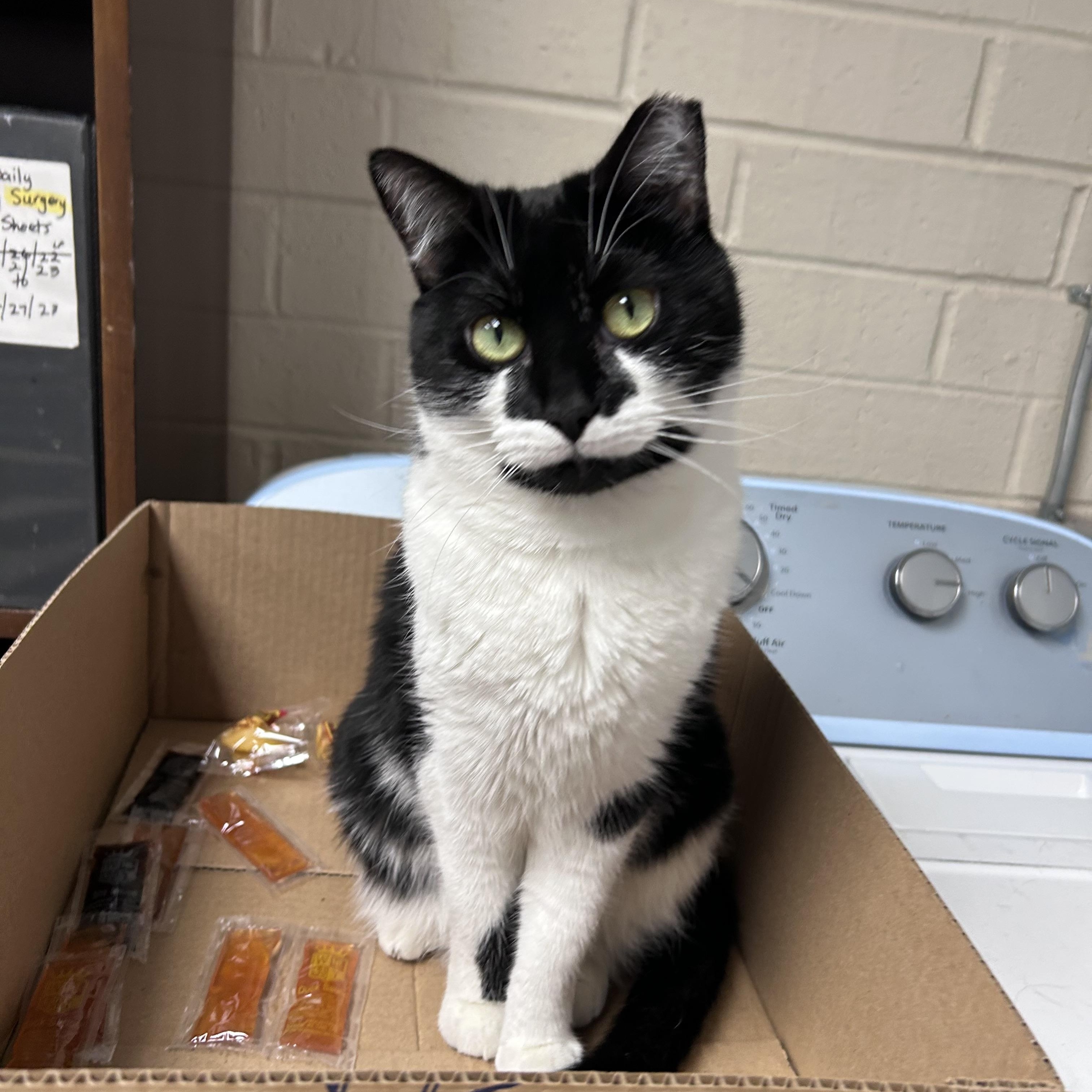 Lulu, ADOPTABLE, Adult Female Domestic Short Hair & Tuxedo.