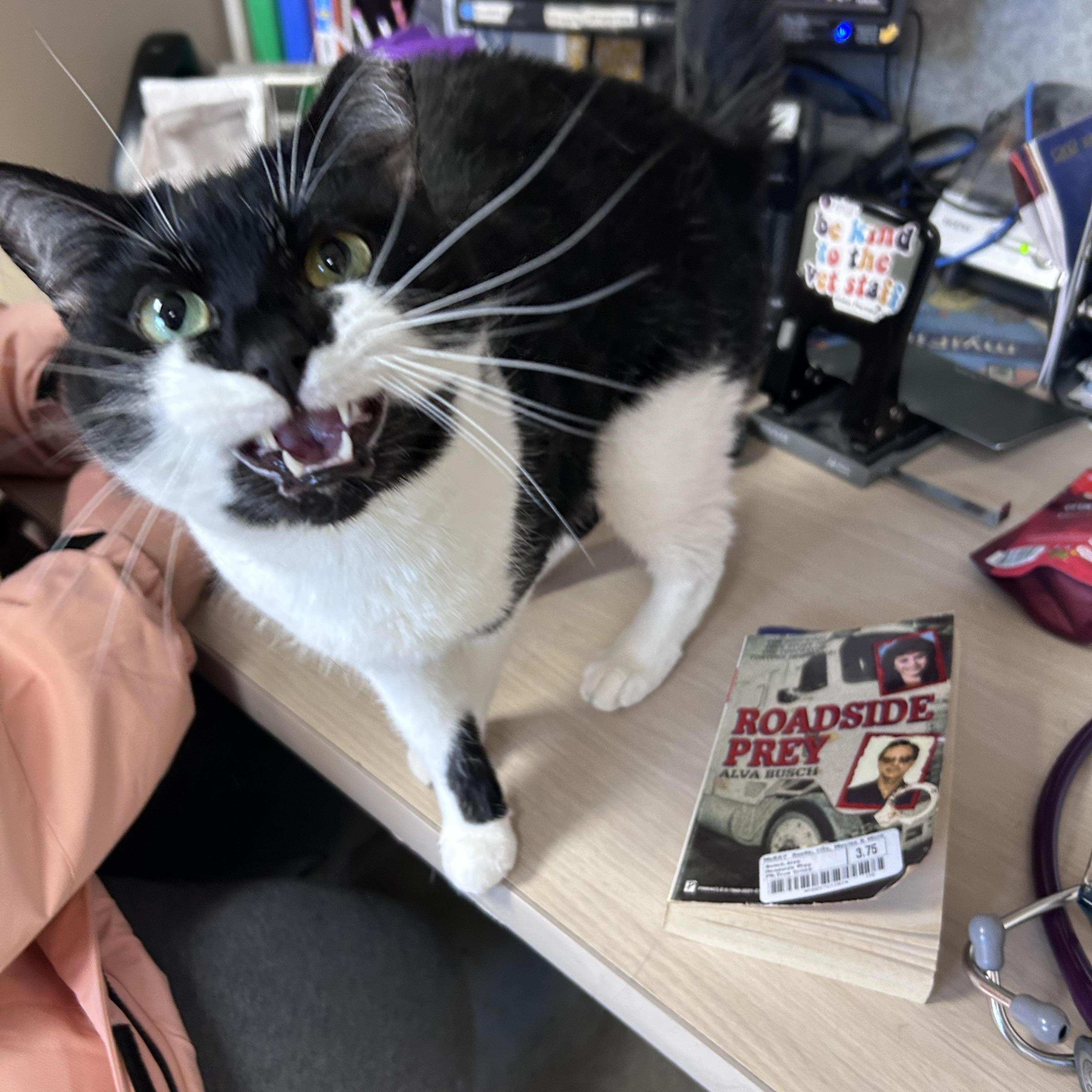 Enlarge Lulu, a ADOPTABLE mixed breed in Greensboro, NC image 5/6