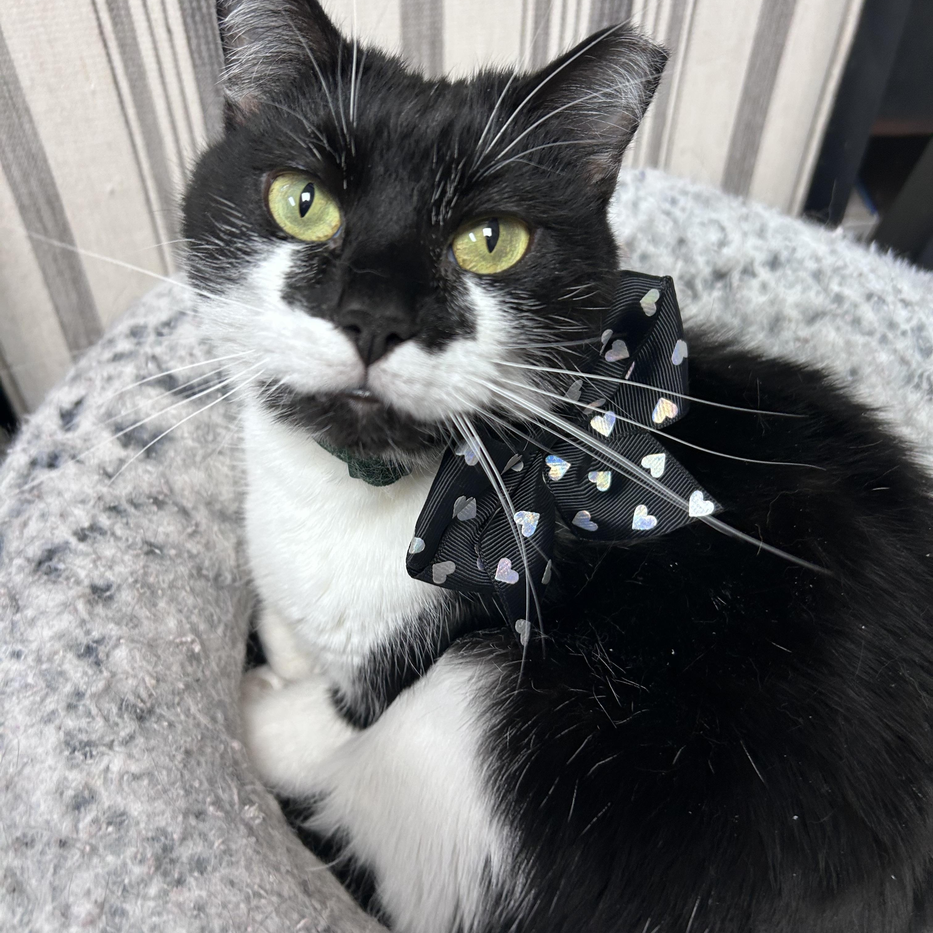 Enlarge Lulu, a ADOPTABLE mixed breed in Greensboro, NC image 2/6